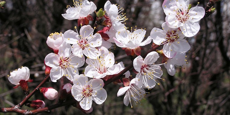 Абрикоса. Весняне цвітіння чудового медоноса