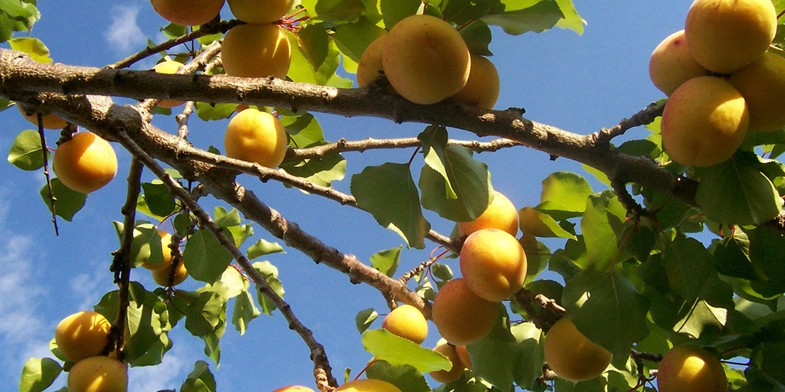 Дерево Абрикоса. Гілка з великими плодами.