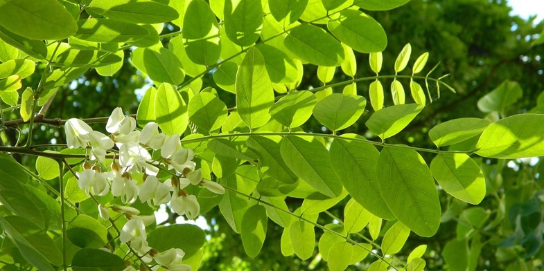 Робінія звичайна, псевдоакація, колюча (біла) акація - весняний медонос має красиві квіти і дрібні, довгасті листя округлої форми
