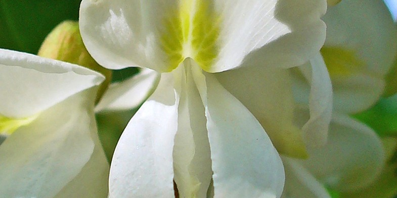 Квітка крупним планом - Робінія звичайна, псевдоакація, колюча (біла) акація