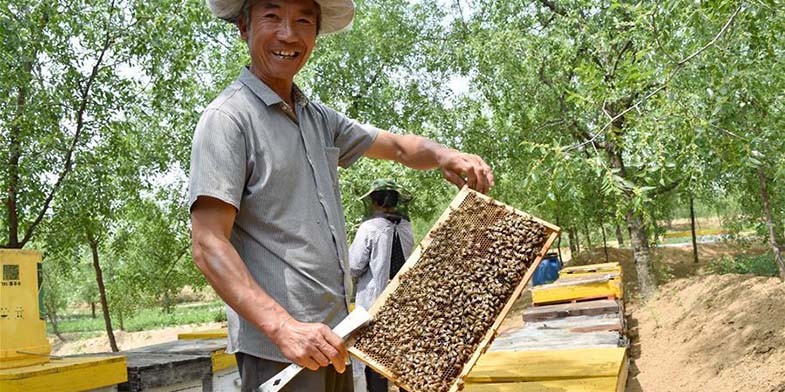 Бджолярі Італії виступають за заборону імпорту китайського меду!