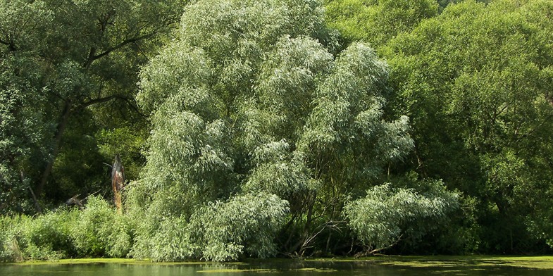 Весняний медонос Верба біла на березі річки в літній час.