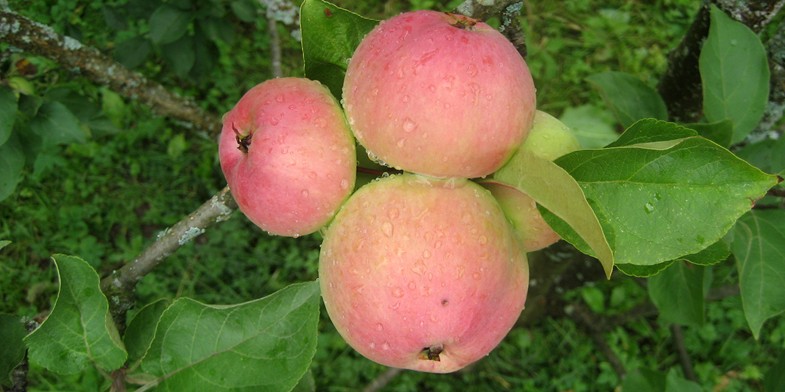 Чотири яблука ростуть на гілці