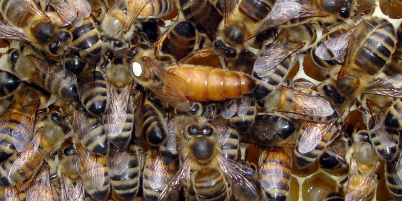 Матка Бакфаст (Buckfast) с белой меткой и пчелами на рамке