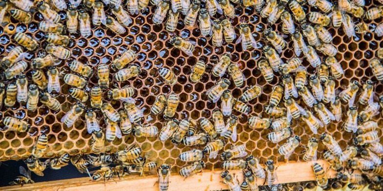 Бджоли Бакфаст (Buckfast) на медовому соте, гарна якість фотографії - бджіл видно з усіх ракурсів