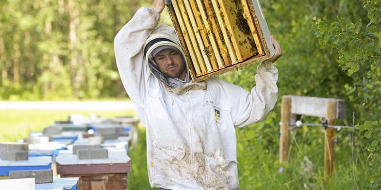 Канадский пчеловод несет дополнительный корпус с пчелиными рамками