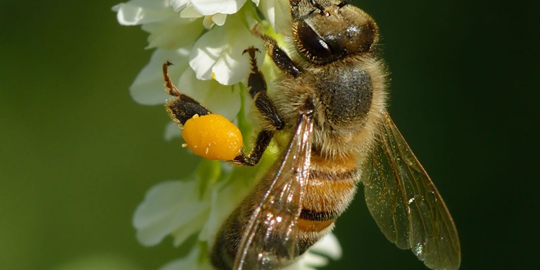Бджола збирає нектар з квіток буркуну