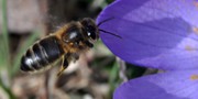 изображение Европейская темная пчела