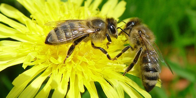 Серая горная кавказская пчела (Грузинская, Кавказянка, Apis mellifera caucasica) - две пчелы на желтом цветке