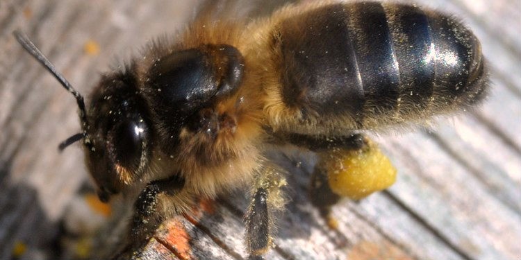 Європейська темна бджола (Середньоруська, Німецька чорна (темна), Apis mellifera mellifera), з обніжжям, сидить на даху вулика