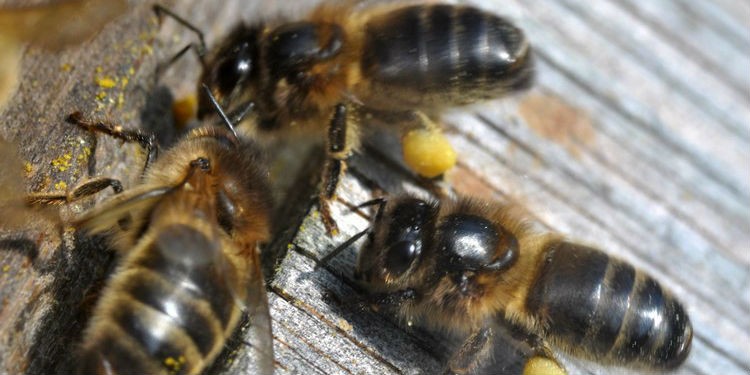 Европейская темная пчела ( Среднерусская, Немецкая черная (темная), Apis mellifera mellifera ) - группа пчел на крыше улья
