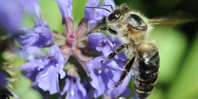 Сіра гірська кавказька бджола (Грузинська, Кавказянка, Apis mellifera caucasica) - збирає нектар з синьої квітки