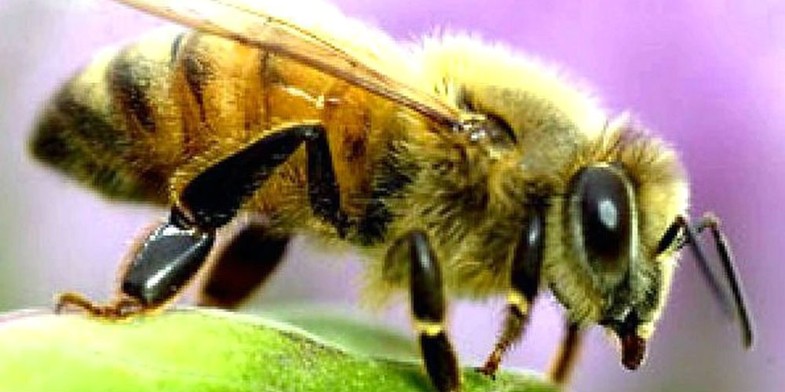 Жовта кавказька бджола (Вірменська жовта, Кубанська широколапа, Apis mellifera remipes (armeniaca)) - крупним планом