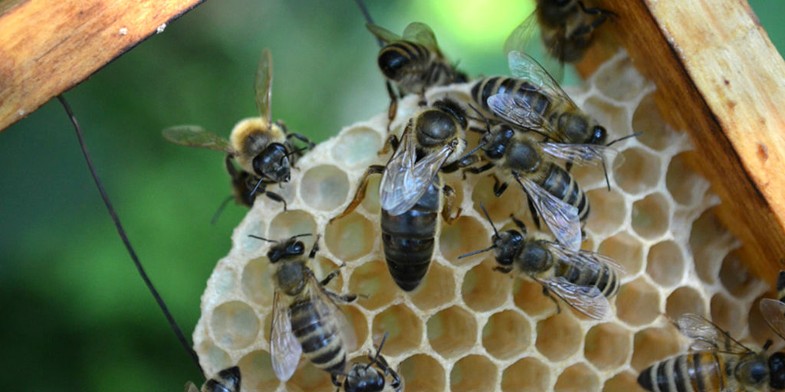 Карпатская пчела (карпатка, Apis mellifera carpatica) на соте - трутень, матка, рабочие пчелы