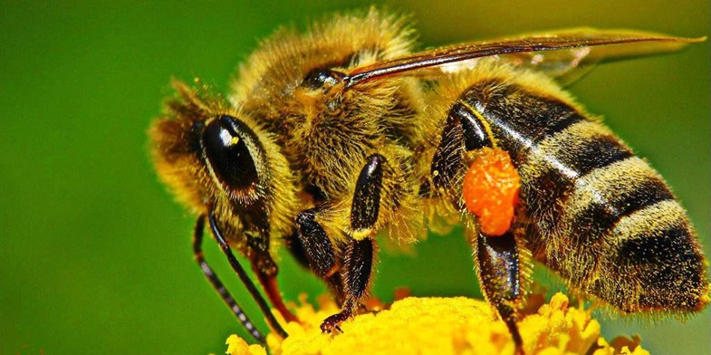 Украинская степная пчела (Apis mellifera sossimai, Херсонская, Южнорусская) - пьет нектар с цветка