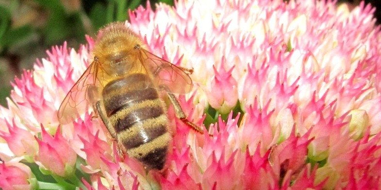 Краинская пчела (Карника, Apis mellifera carnica) - пчела и море нектара