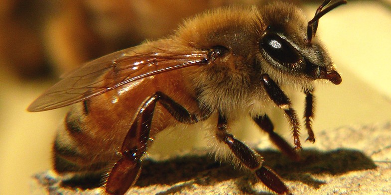 Итальянская пчела (Итальянка, Apis mellifera ligustica) - крупным планом