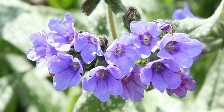 Квітучий весняний медонос з блакитними квітками - Медунка