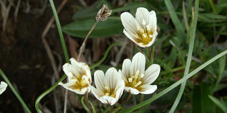 Гусятник, чотири распустившихся квітки на тлі лісу
