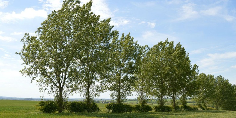 Осика - висаджені в ряд дерева в полі