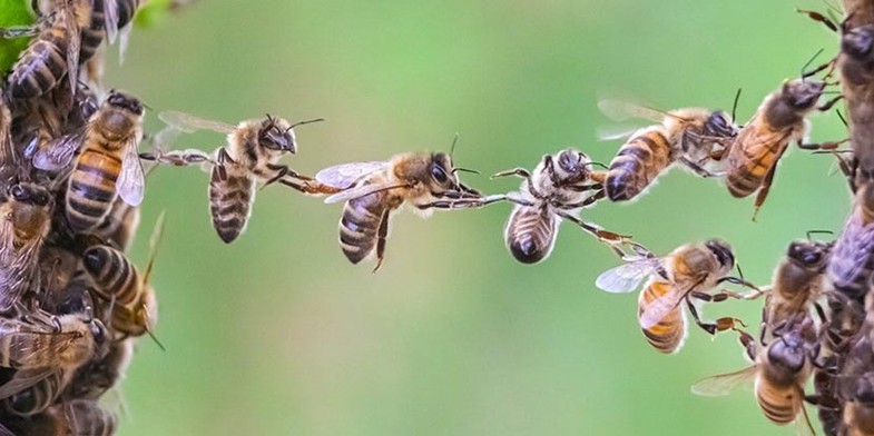 Пчелиные рои работают как гигантские мозги, где каждая пчела - нервная клетка