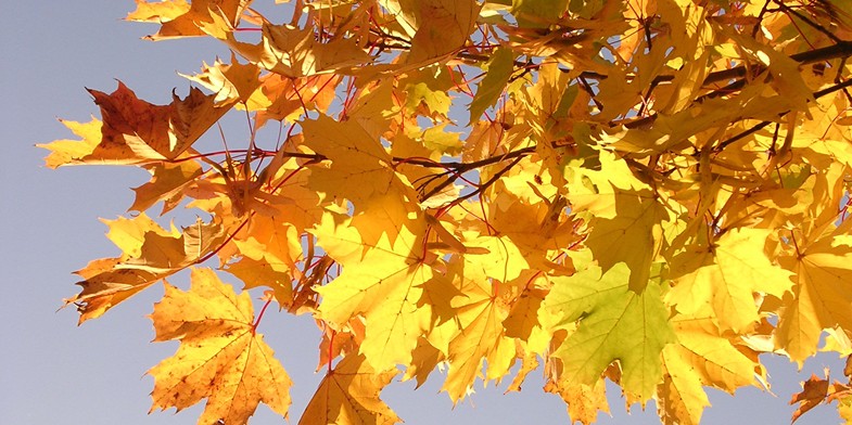 Осенняя листва на ветвях клена остролистного