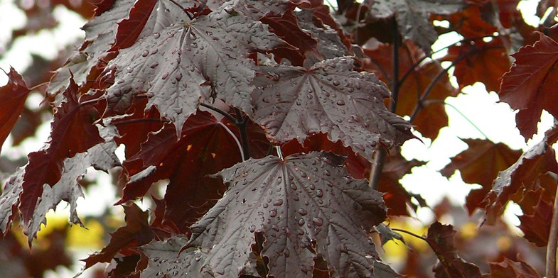 Клен под осенним дождем, красные листья