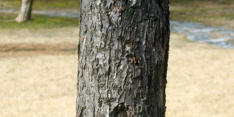 Ствол дерева Абрикоса