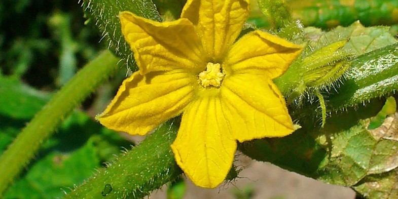 Цветок огурца обыкновенного (посевного)
