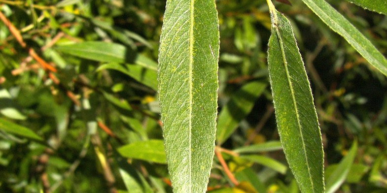 Зеленые, длинные листочки - Ива белая (ива серебристая, ветла, белолоз, белотал)