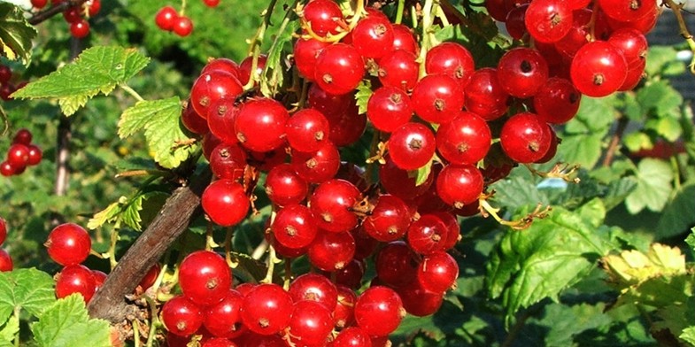 Ветка смородины с гроздьями красных плодов