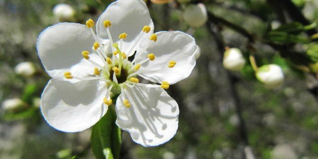 Цветок вишни, виден пестик и тычинки