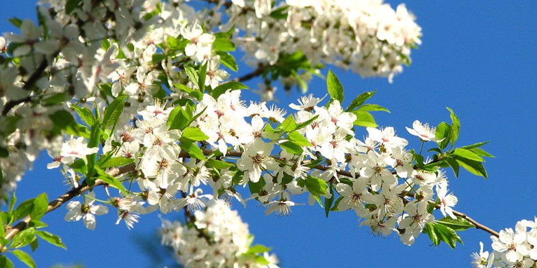 Гілка вишні з красивими квітками. весна