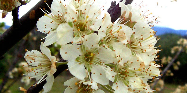 Крупные цветки сливы в период медосбора