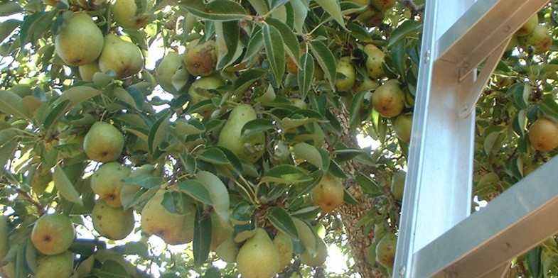 Груша с крупными плодами, рядом лестница