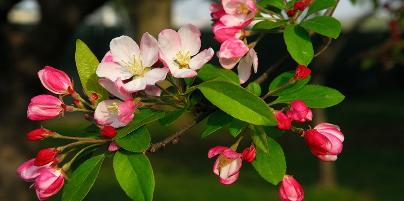 Распустившиеся цветки яблони весной