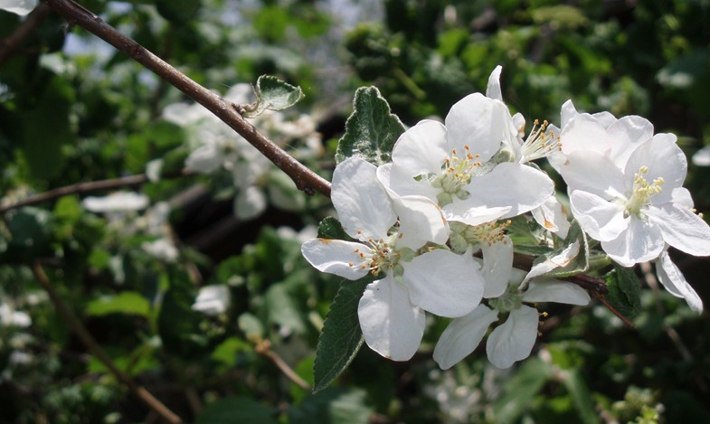Цветет весенний медонос яблоня