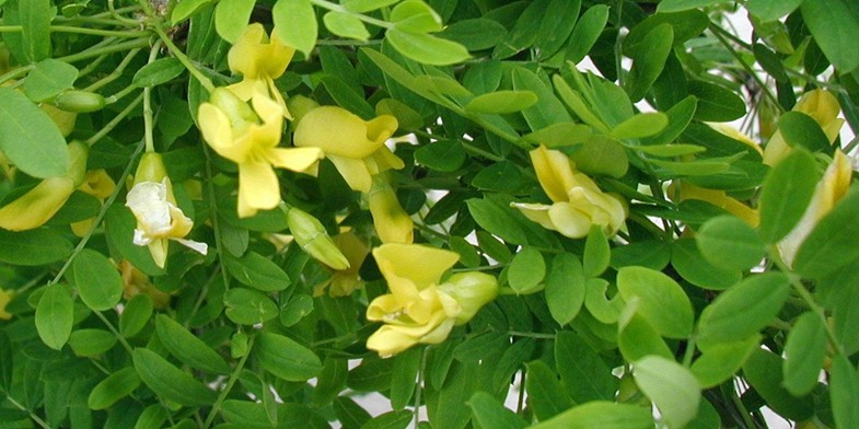 Жовта акація починає цвісти в саду