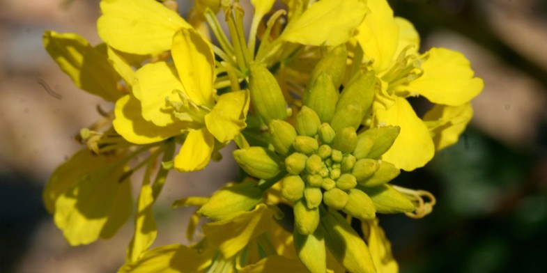 Квітки Суріпиці звичайної. Літній медонос.