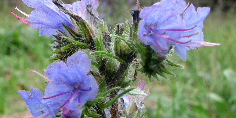 Цветки синяка обыкновенного