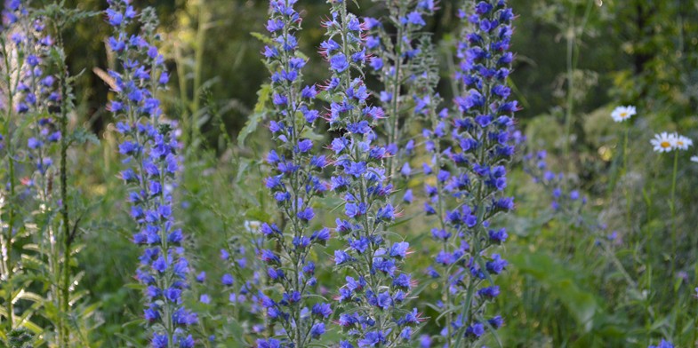 Синяк звичайний цвіте в лісі