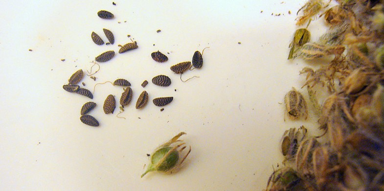 насіння фацелії