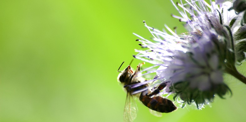 Бджола сидить на квітці фацелії