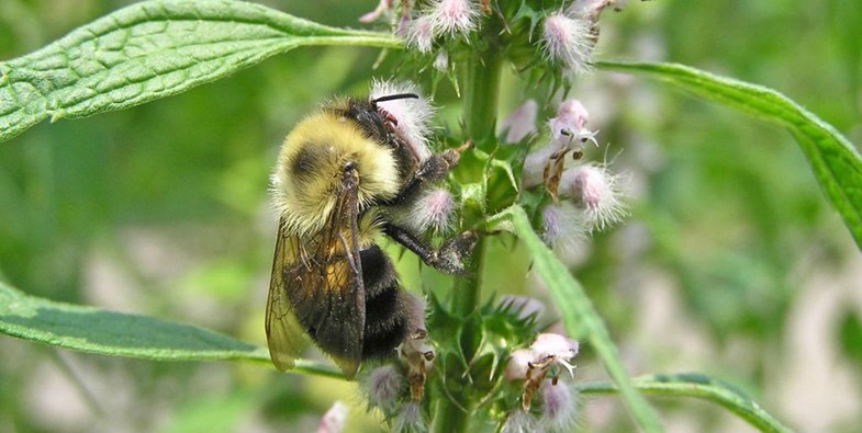 Бджола бере нектар з квіток кропиви собачої