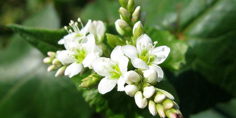 Білі квітки гречки