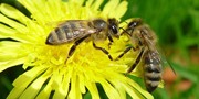изображение Серая горная кавказская пчела