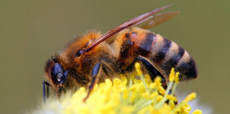 Жовта кавказька бджола (Вірменська жовта, Кубанська широколапа, Apis mellifera remipes (armeniaca)) - збирає нектар