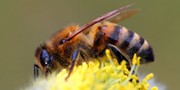 изображение Желтая кавказская пчела