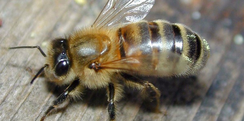 Карпатська бджола (карпатка, Apis mellifera carpatica) - сидить на дерев'яній дошці