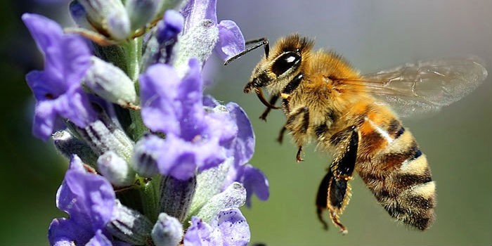 Украинская степная пчела (Apis mellifera sossimai, Херсонская, Южнорусская) - пчела садится на цветок Тимьяна